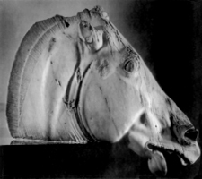 HORSEHEAD